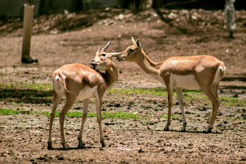 impala in the wild
