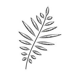 Leaf sketch icon Vector