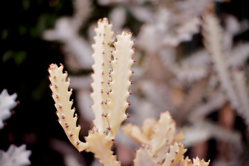 Close-Up of White Ghost Cactus (Euphorbia lactea f. cristata) - Intricate Details of a Unique and Rare Plant