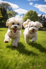 two dogs playing in the grass, generative ai
