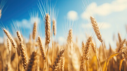 Fototapeta premium Agricultural landscape with wheat and clear blue sky