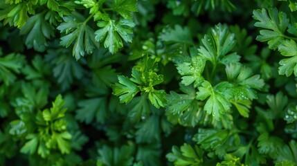 Abundant parsley foliage