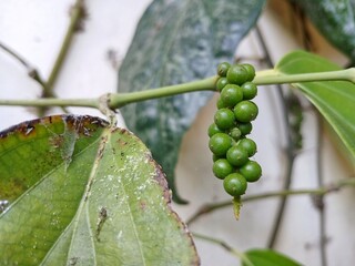 The pepper plants that climb along the back wall of the house are green in the morning with their leaves and stems.