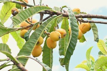 Loquat (Eriobotrya japonica) fruits. Rosaceae evergreen fruit tree.
The fruit grows in early summer...