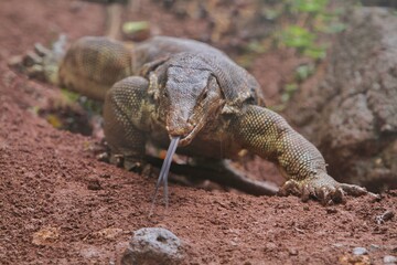 A salvator lizard roams the land looking for food