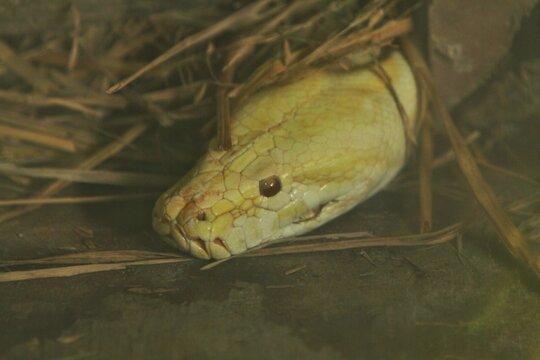 closeup of a yellow python