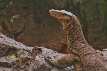 portrait of a salvator lizard