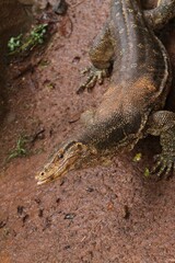 A salvator lizard crawled on the ground while looking curiously