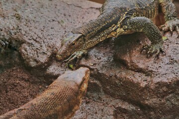 a salvator lizard crawling on the rocks