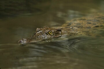 a saltwater crocodile lurks in the water