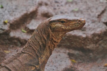 portrait of a salvator lizard