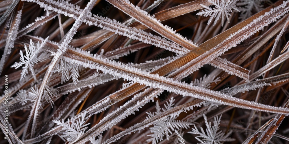 Poster closeup view of the patterns of frost on blades of grass, with their icy crystals and intricate text