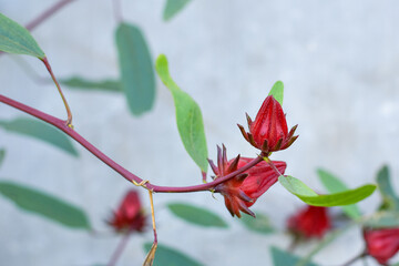 Red Roselle Fruit Plants (Jamaica sorrel, Rozelle or hibiscus sabdariffa) as an alternative ingredient for herbal medicine, Hibiscus sabdariffa flower