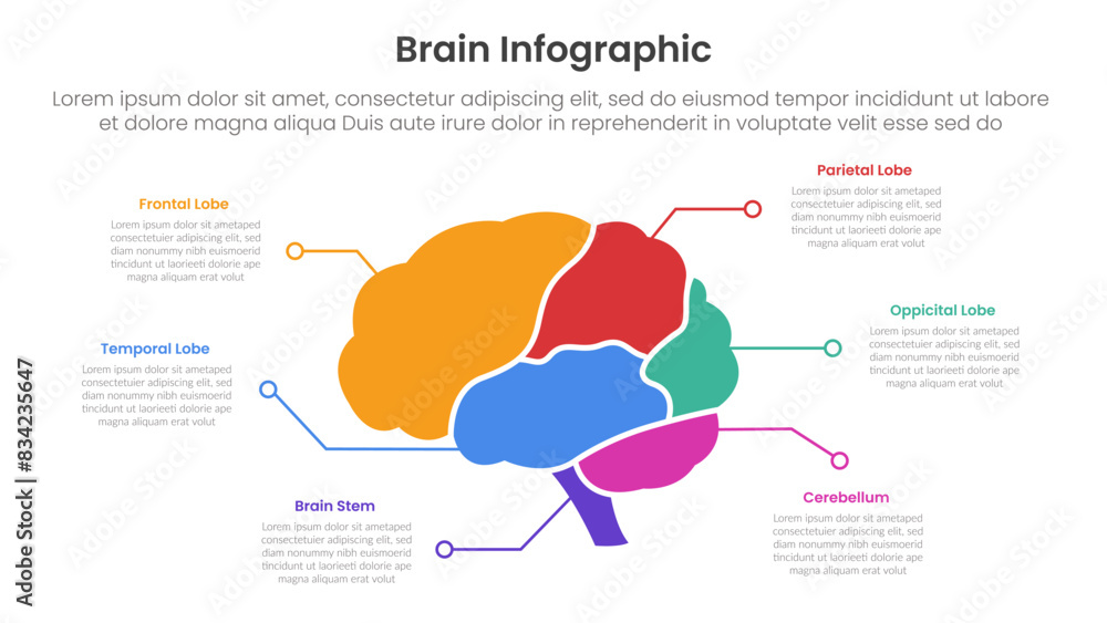 Poster human brain infographic template banner with brain parts and line point description with 6 point lis
