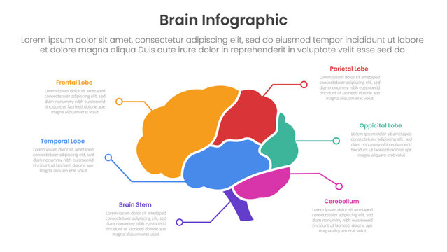 human brain infographic template banner with brain parts and line point description with 6 point list information for slide presentation