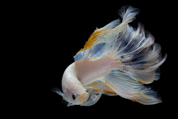White betta fish, betta splendens (Halfmoon betta), isolated on black background.