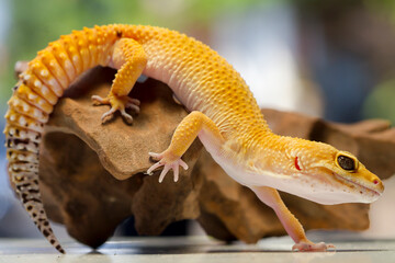Leopard Gecko on yellow background.Leopard gecko lizard, close up macro on nature background.
