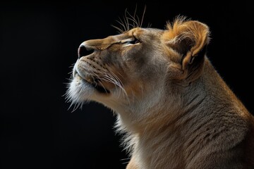 Fototapeta premium Mystic portrait of African Lion, beside view, full body shot, Close-up View Isolated on black background