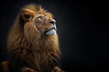 Mystic portrait of Asian Lion, beside view, full body shot, Close-up View Isolated on black background