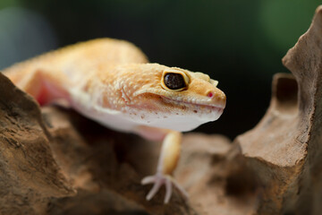 Leopard Gecko on yellow background.Leopard gecko lizard, close up macro on nature background.