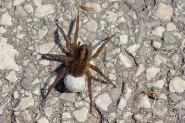 Female giant house spider with a cocoon - (Eratigena atrica) is a non-venomous species of spider from the funnel-web spider family living in Europe.