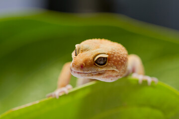 Leopard Gecko on yellow background.Leopard gecko lizard, close up macro on nature background.