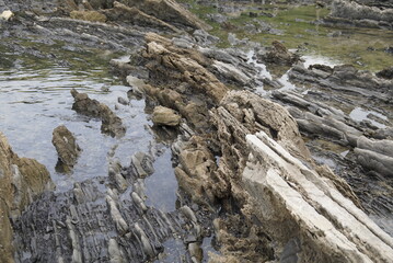 江田海岸･波食棚