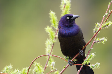 Common grackle is sitting on a willow branch at the pond in spring.