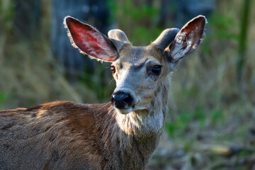 Mule deer with little velvet horns is in the summer forest.