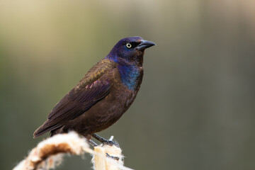 Common grackle is sitting on a yellow reed at the pond in spring.