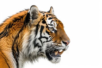 Mystic portrait of Bengal Tiger in studio, copy space on right side, Anger, Menacing, Headshot, Close-up View Isolated on white background