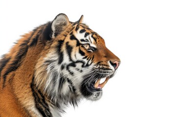 Obraz premium Mystic portrait of Himalayan Wolf Tiger in studio, copy space on right side, Anger, Menacing, Headshot, Close-up View Isolated on white background