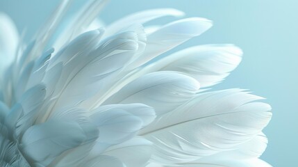 Close-up of white goose feathers with full depth of field, light blue background, isolated background, studio lighting