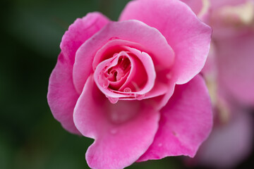 Red Curves with drops