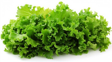 Obraz premium fresh Romaine Lettuce isolated on white , photo-realistic, commercial imagery, stock photo, isolated on white , no shadows, macrophotogaphy