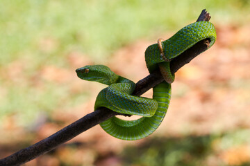 Trimeresurus albolabris Green pit vipers or Asian pit vipers, green snake on branch with natural background 
