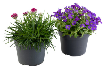 fresh flowers in pots  cut out isolated transparent background