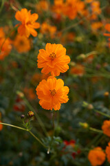 Two Vibrant Orange Cosmos Flowers in Full Bloom