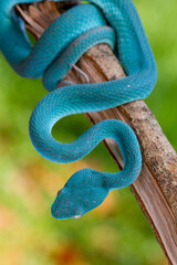 Blue viper snake on branch, viper snake, blue insularis, Trimeresurus Insularis