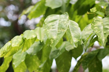 Green yellow leaves of  burma padauk tree