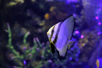 Teira batfish in aquarium water