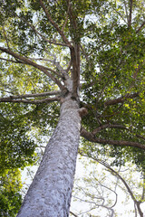 Big and tall tree with branches