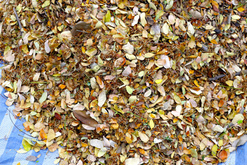 Brown dried leaves of rain tree. Dried leaves for composting
