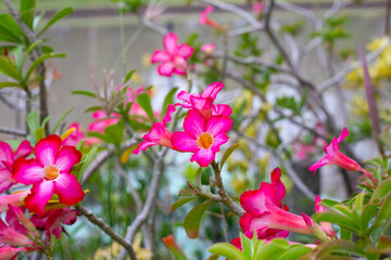 Adenium obesum pink flowers. Green leaves