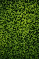 Nature's Tapestry Floral Motifs and Fractal Patterns in Green Hedge.