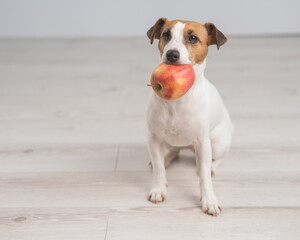 Portrait of a Jack Russell Terrier dog holding an apple. 