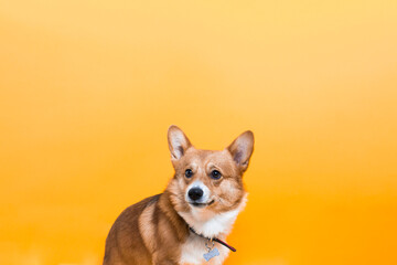Perro Corgi en fondo liso