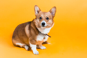 Perro Corgi en fondo liso