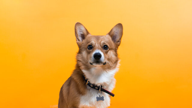 Perro Corgi en fondo liso