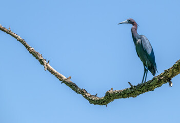 Little blue heron perched on a bare branch with bright blue sky in the background.